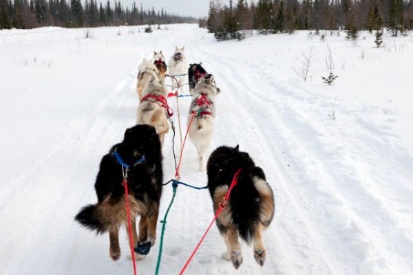 how many dogs make up a sled team